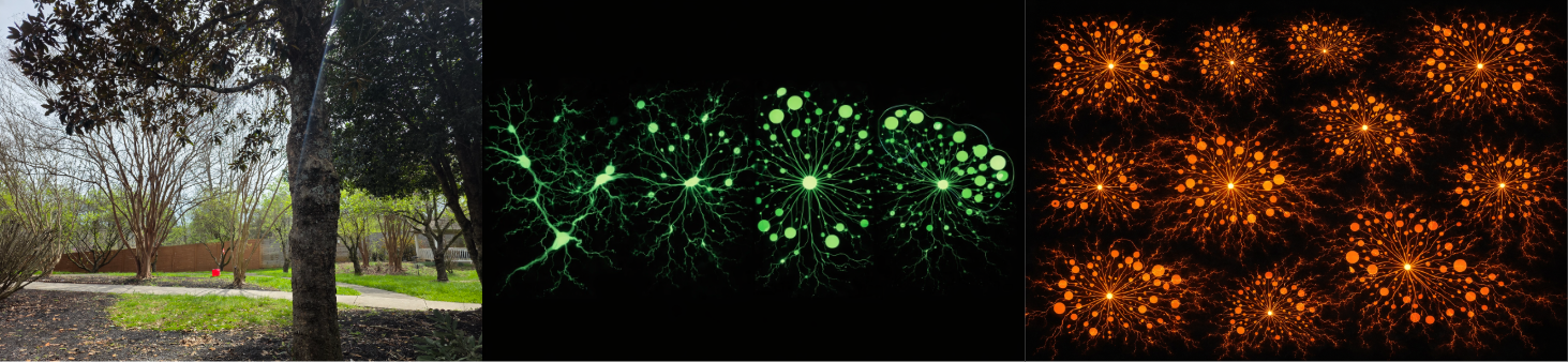 Tree branching geometry rearranged into a node and edge network